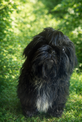 Les chiots de Shih Tzu