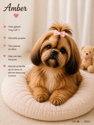 amber - Shih Tzu