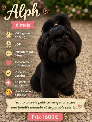 Les chiots de Shih Tzu
