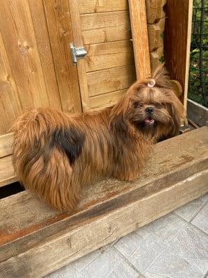Les chiots de Shih Tzu