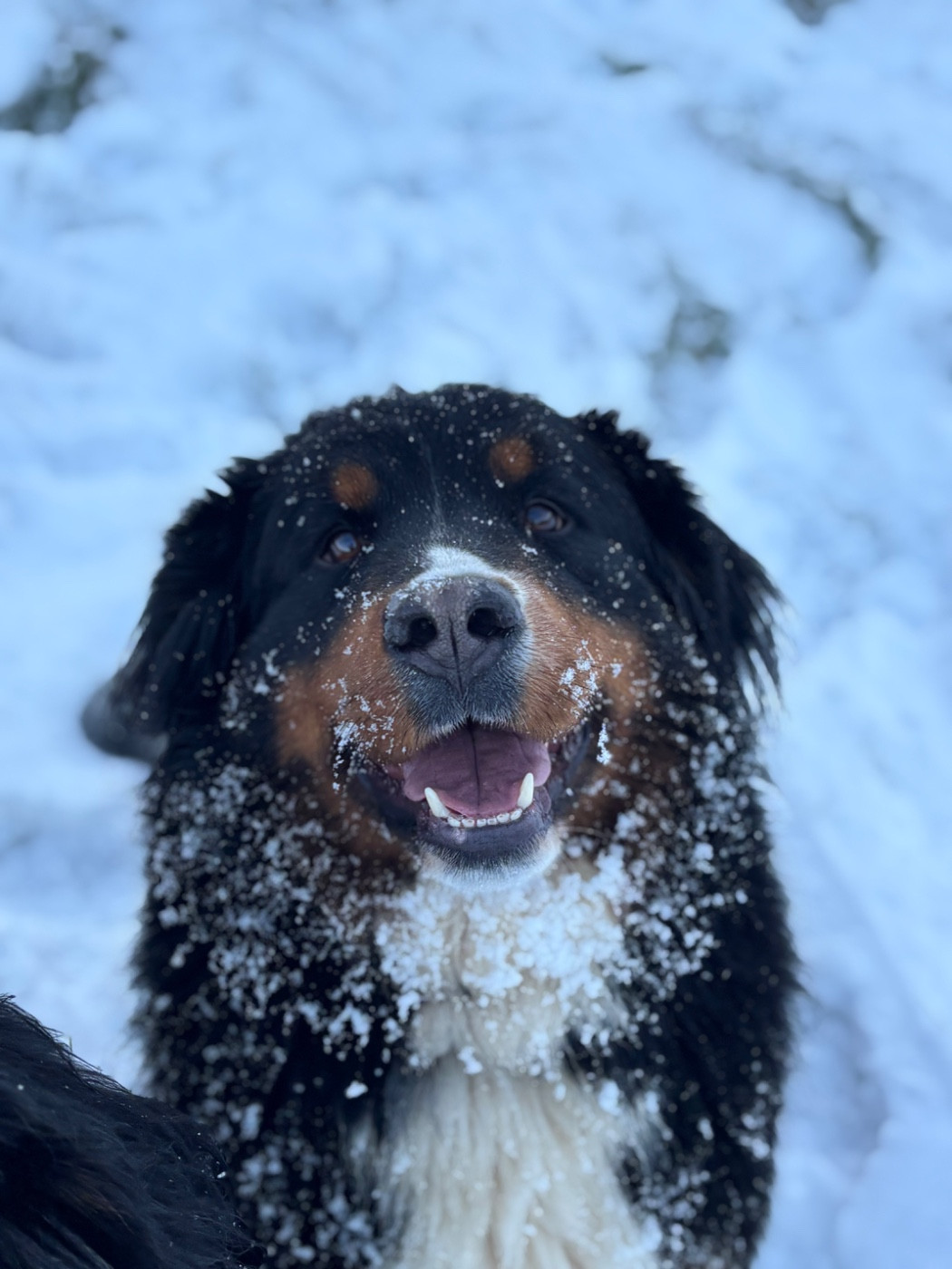 Unique Des Etoiles Du Vercors