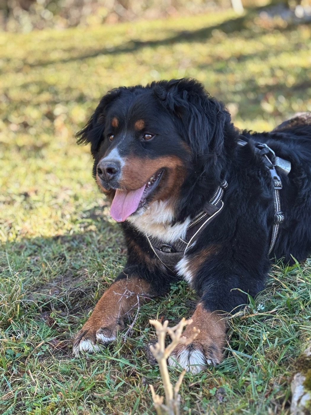 Unique Des Etoiles Du Vercors