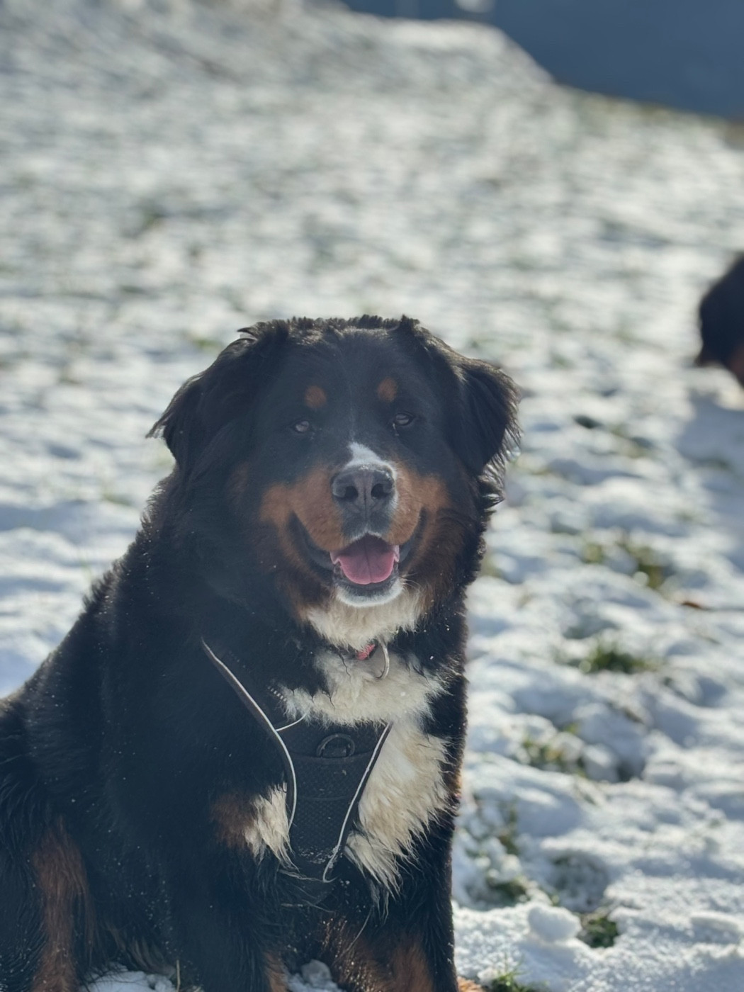 Unique Des Etoiles Du Vercors