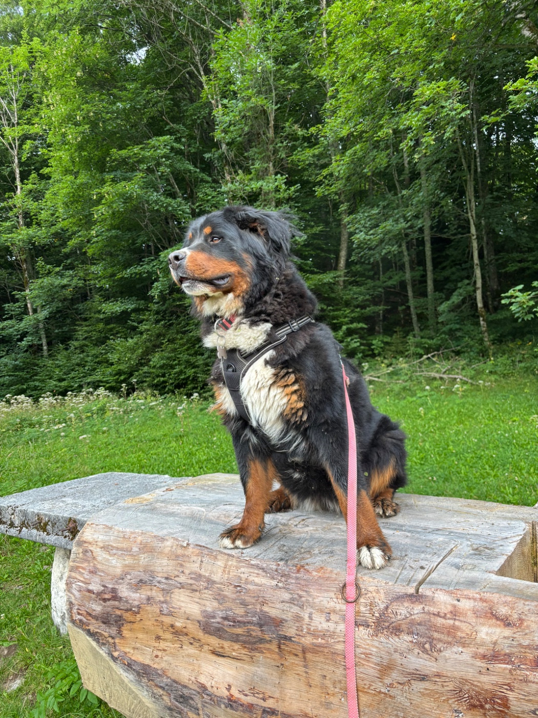 Unique Des Etoiles Du Vercors