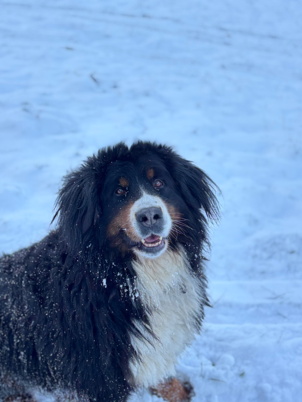 Publication : Des Etoiles Du Vercors