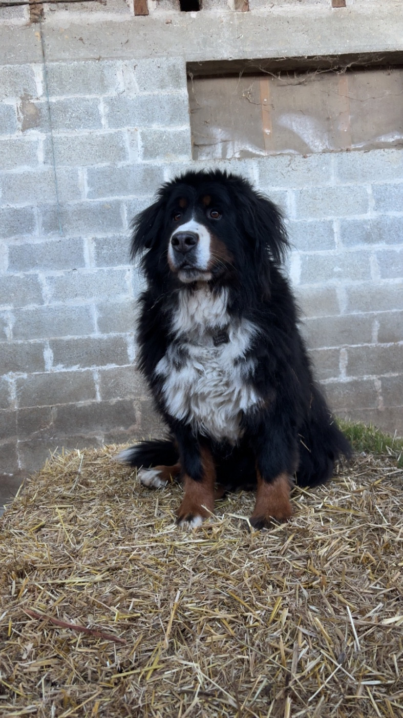 Publication : Des Etoiles Du Vercors