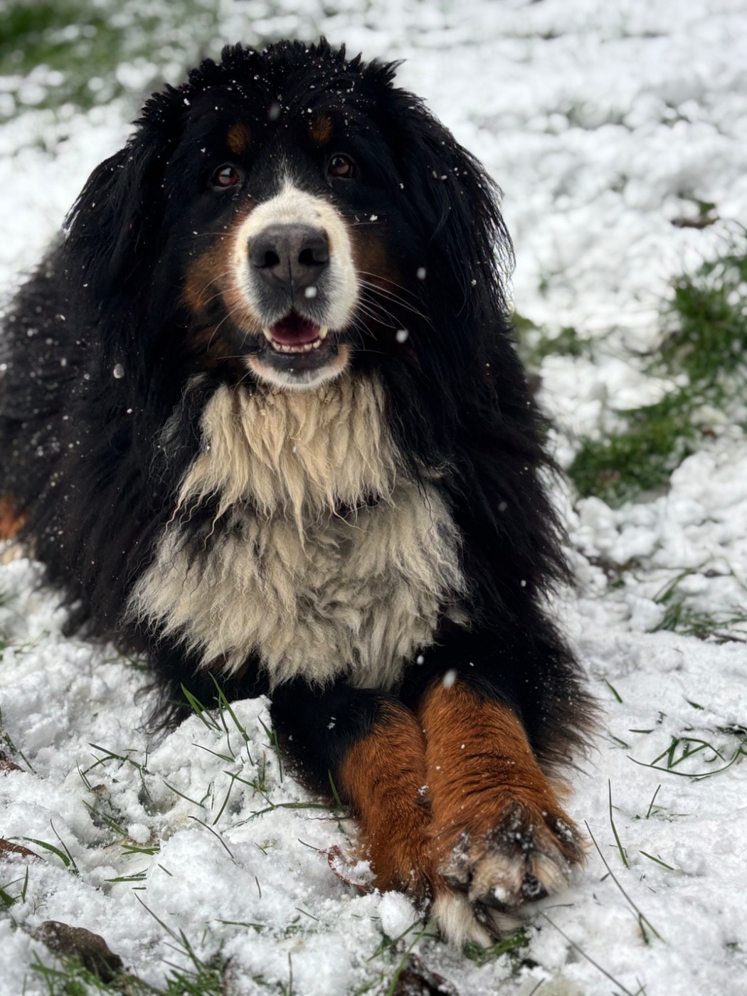 Publication : Des Etoiles Du Vercors