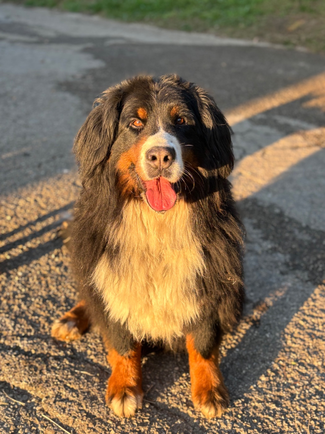 Publication : Des Etoiles Du Vercors