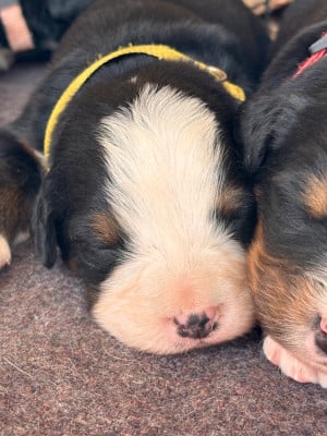 Les chiots de Bouvier Bernois
