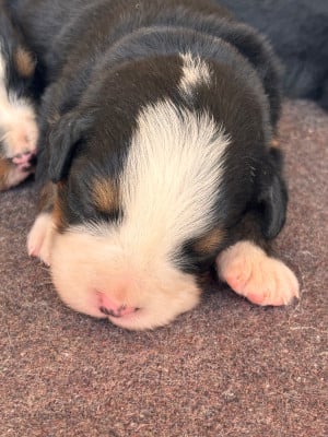 Les chiots de Bouvier Bernois