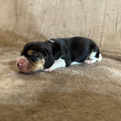 Les chiots de Beagle