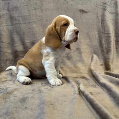 Les chiots de Beagle