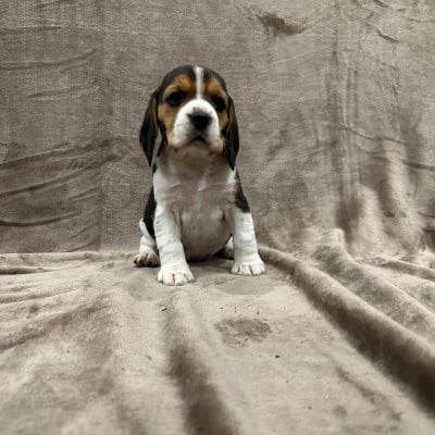 Les chiots de Beagle