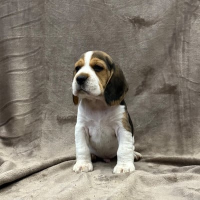 Les chiots de Beagle