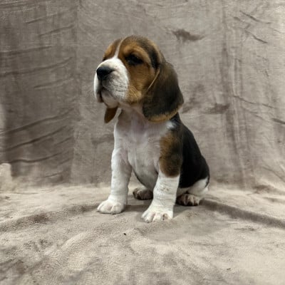 Les chiots de Beagle