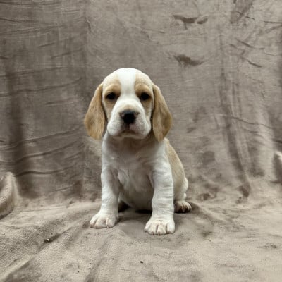 Les chiots de Beagle