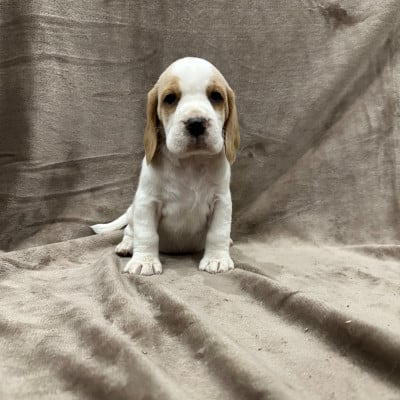 Les chiots de Beagle