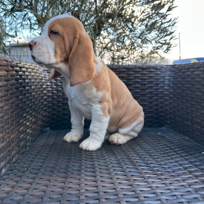 Les chiots de Beagle