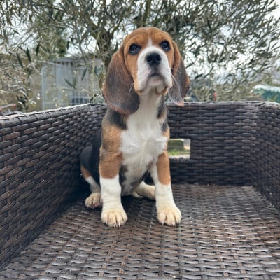 Les chiots de Beagle