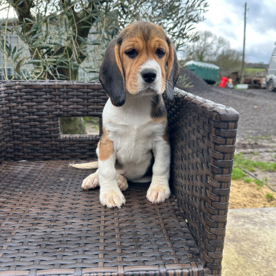 Les chiots de Beagle