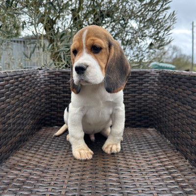Les chiots de Beagle