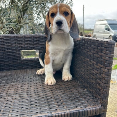 Les chiots de Beagle