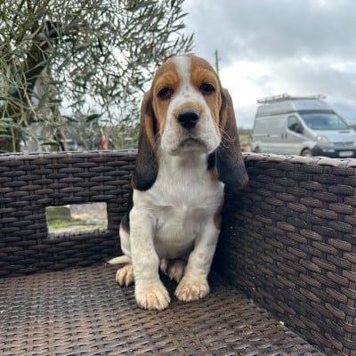 Les chiots de Beagle
