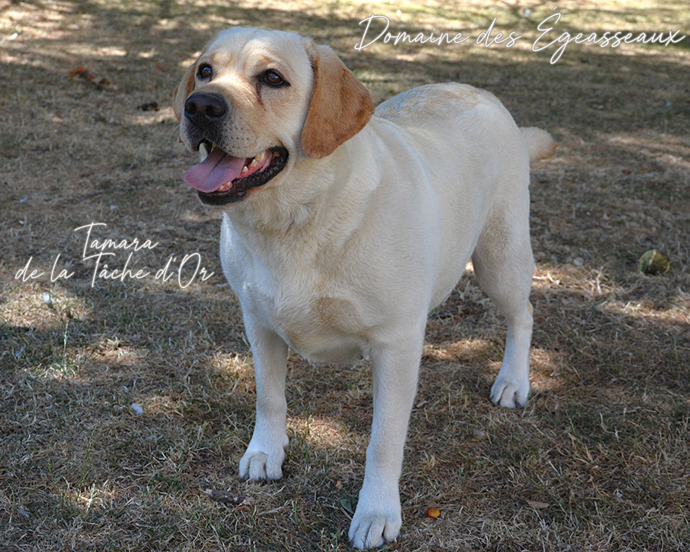 Tamara de la tâche d'or