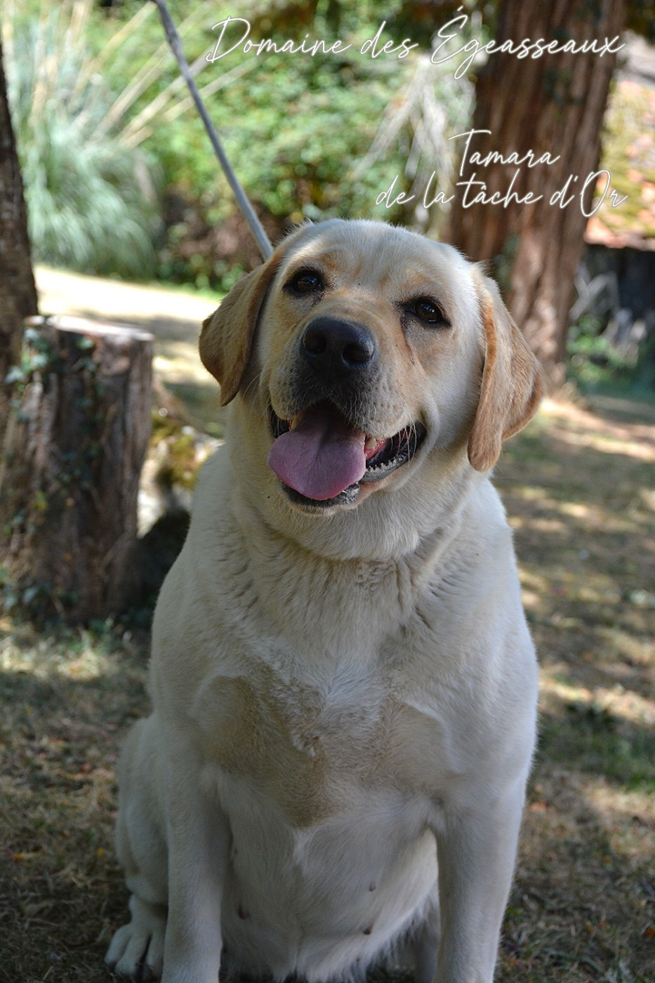 Tamara de la tâche d'or