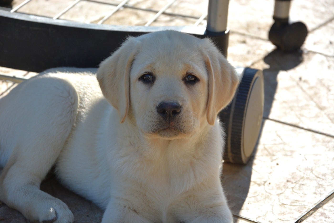 Publication : du domaine des egeasseaux Auteur : Domaine des Egeasseaux