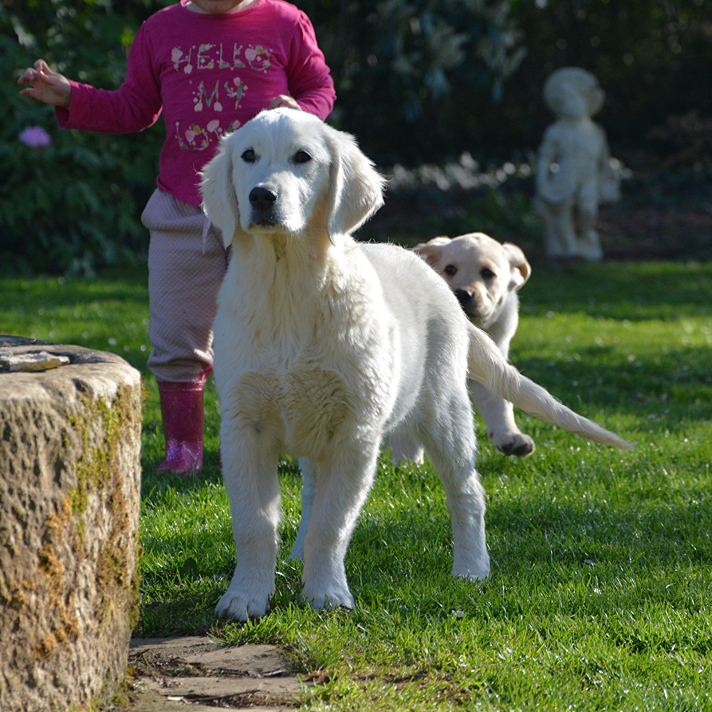 Abbygaël du domaine des egeasseaux