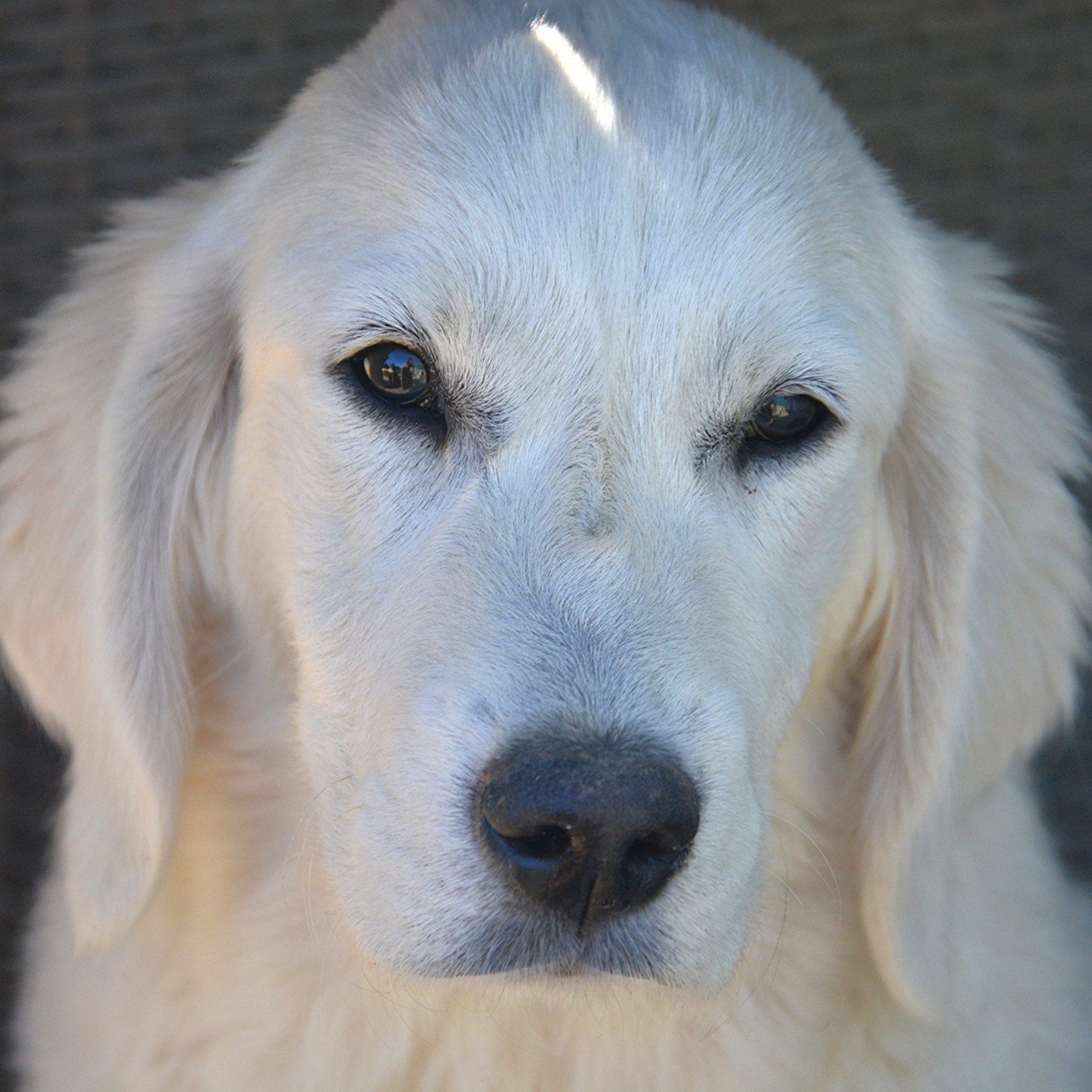 Abbygaël du domaine des egeasseaux