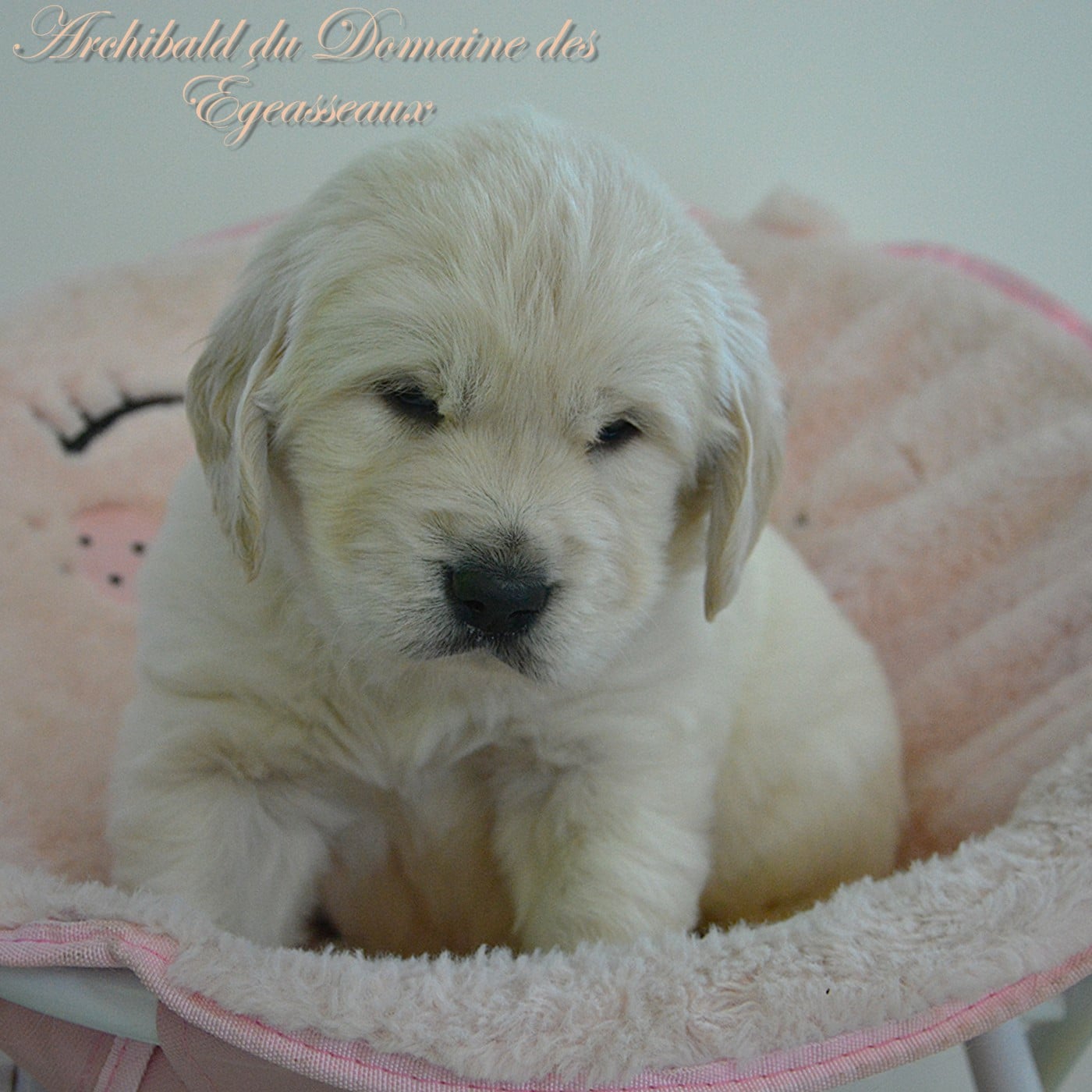 Archibald du Domaine Des Égeasseaux