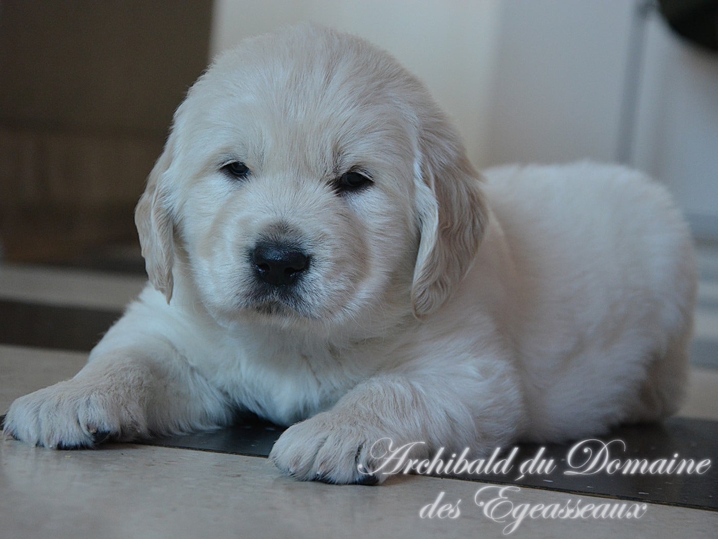 Archibald du Domaine Des Égeasseaux