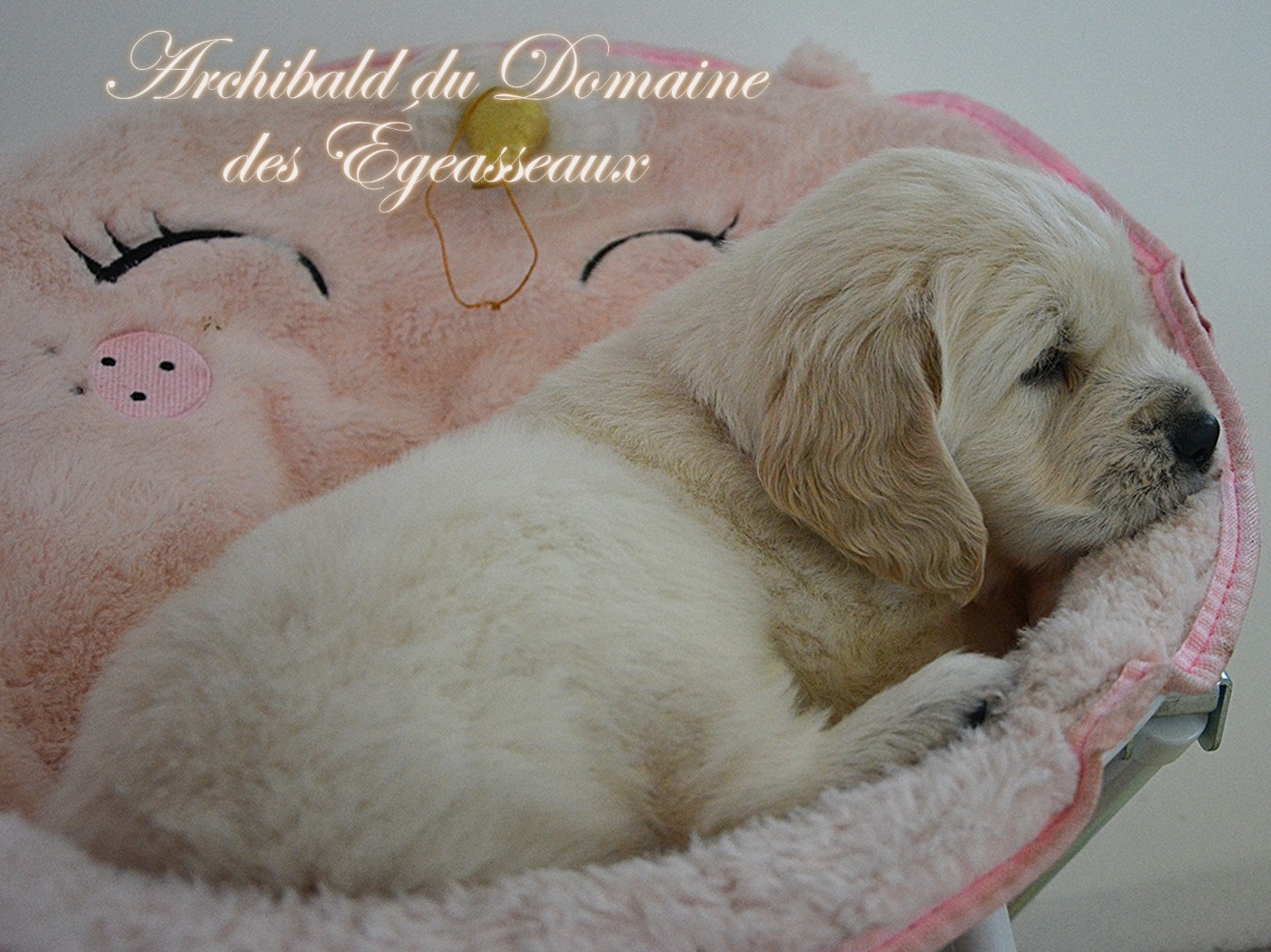 Archibald du Domaine Des Égeasseaux