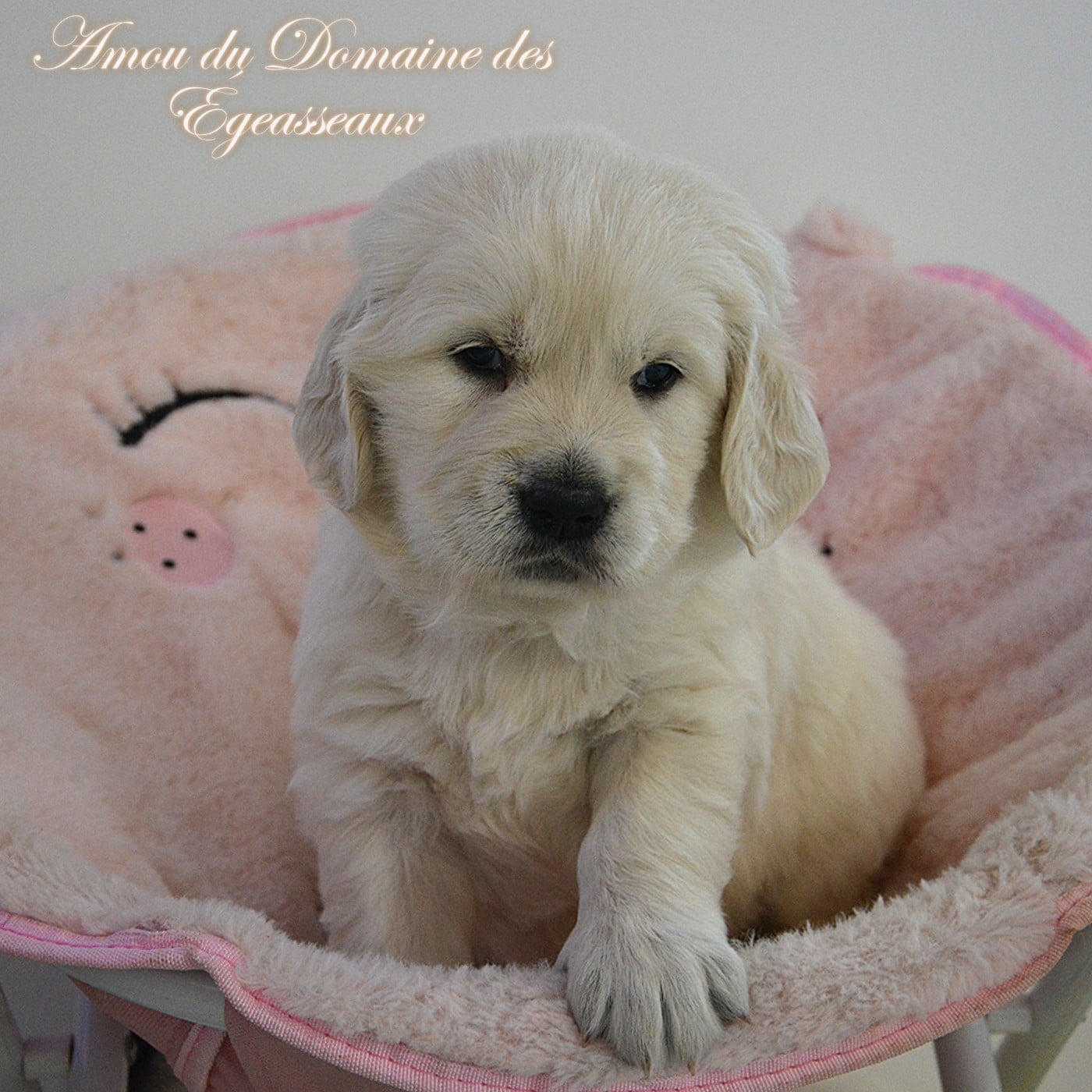 Amou Du Domaine Des Égeasseaux