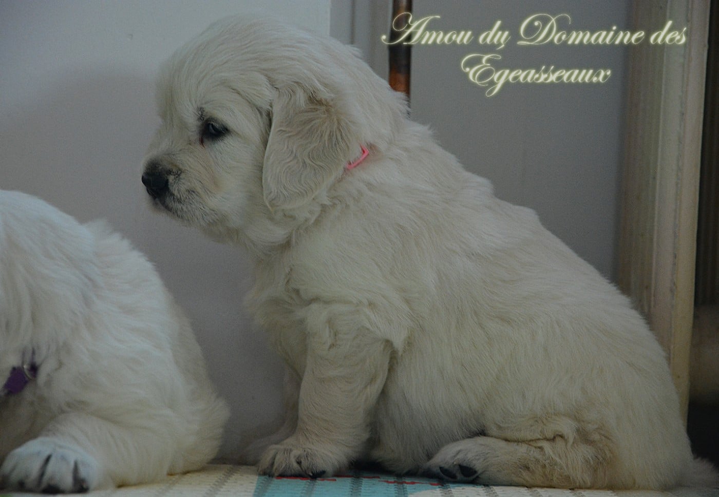 Amou Du Domaine Des Égeasseaux