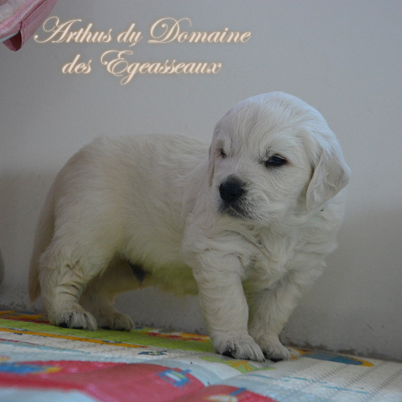 Arthus du Domaine des Égeasseaux