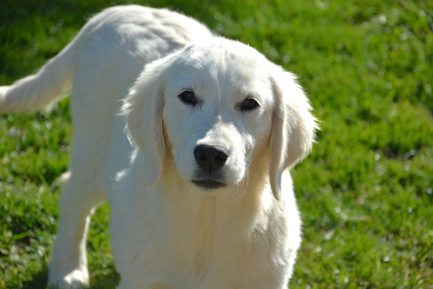 Abbygael Du Domaine Des Égeasseaux