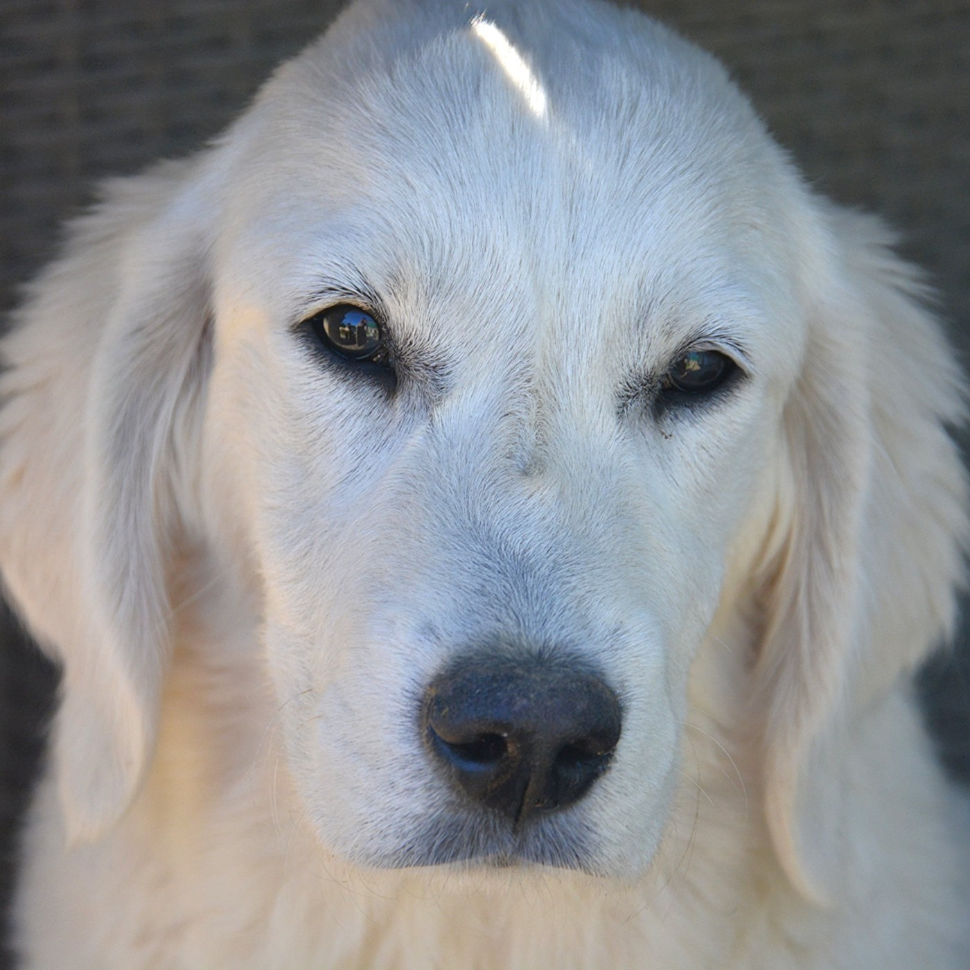 Abbygael Du Domaine Des Égeasseaux