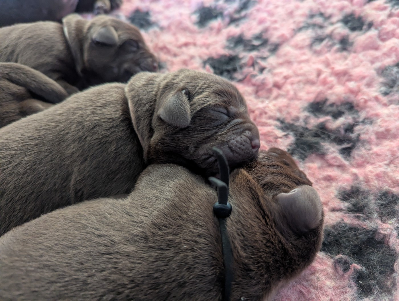 CHIOT 3 - Labrador Retriever