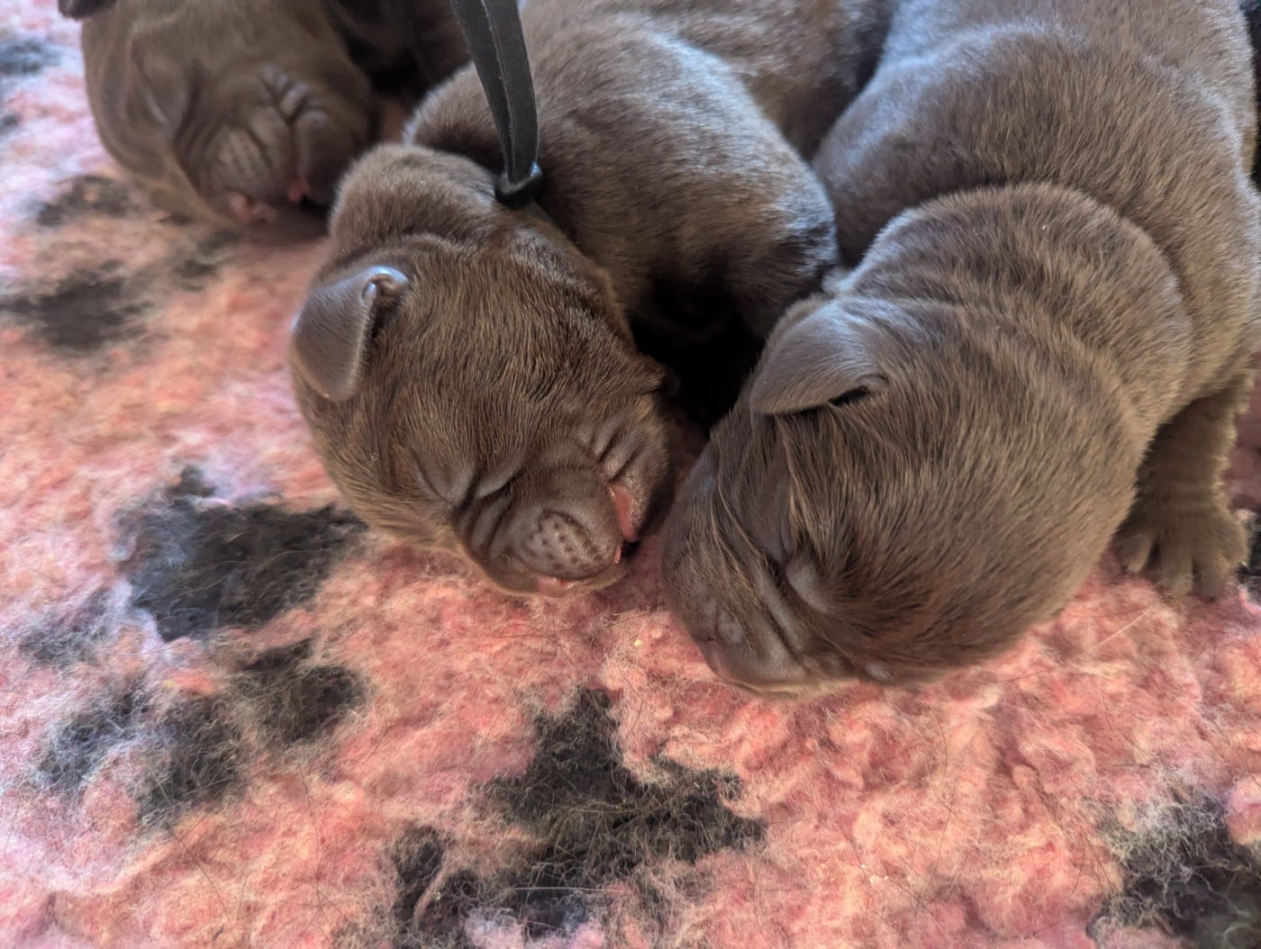 CHIOT 5 - Labrador Retriever