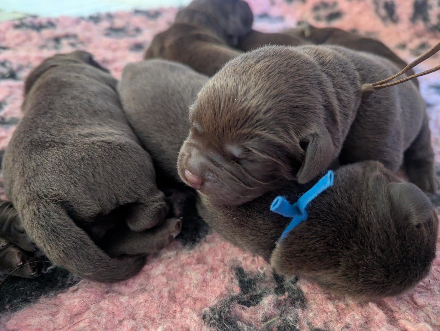 CHIOT 7 - Labrador Retriever