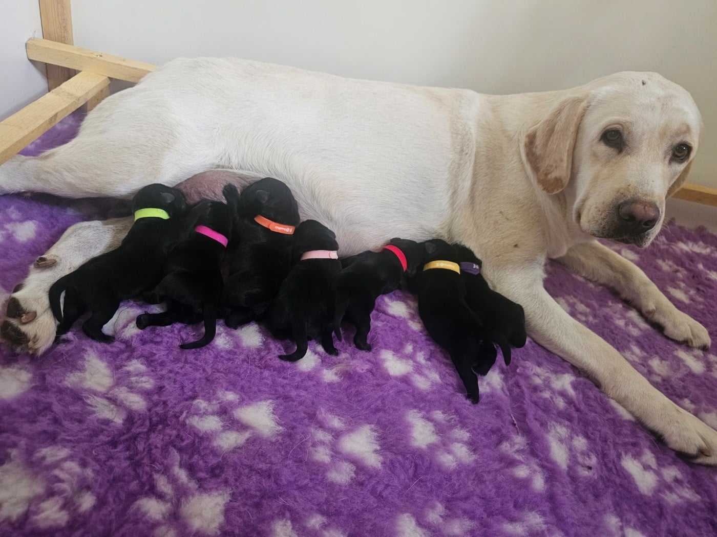 CHIOT 3 - Labrador Retriever