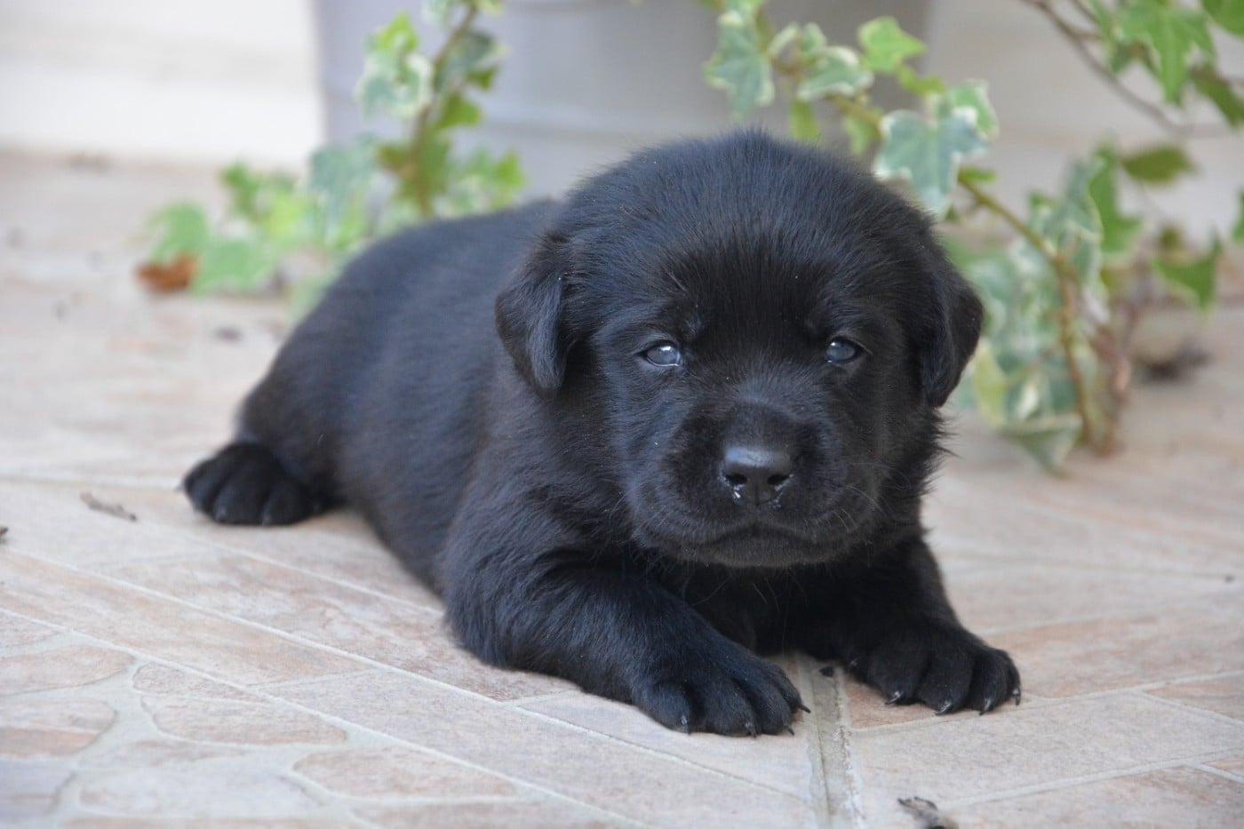 Labrador Retriever - du domaine des egeasseaux