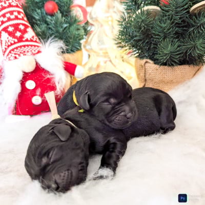 Les chiots de Labrador Retriever