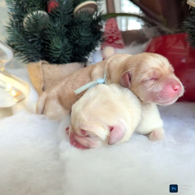 Les chiots de Labrador Retriever