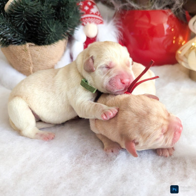 Les chiots de Labrador Retriever
