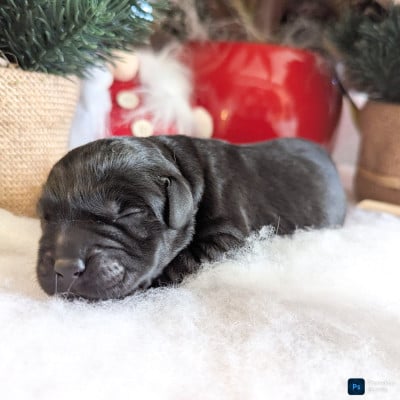 Les chiots de Labrador Retriever