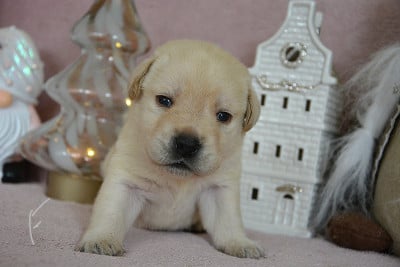 Les chiots de Labrador Retriever